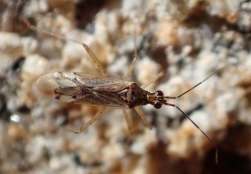 Réf. 221 165 : Dicyphus sp.